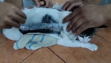 “قطة-المخدرات”.-شاهد-الشرطة-تضبط-“مهربًا-فرويًا”-بسجن-في-كوستاريكا